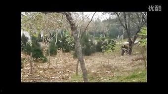 国产真实野战在线视频,还原战场真实,展现军人风采